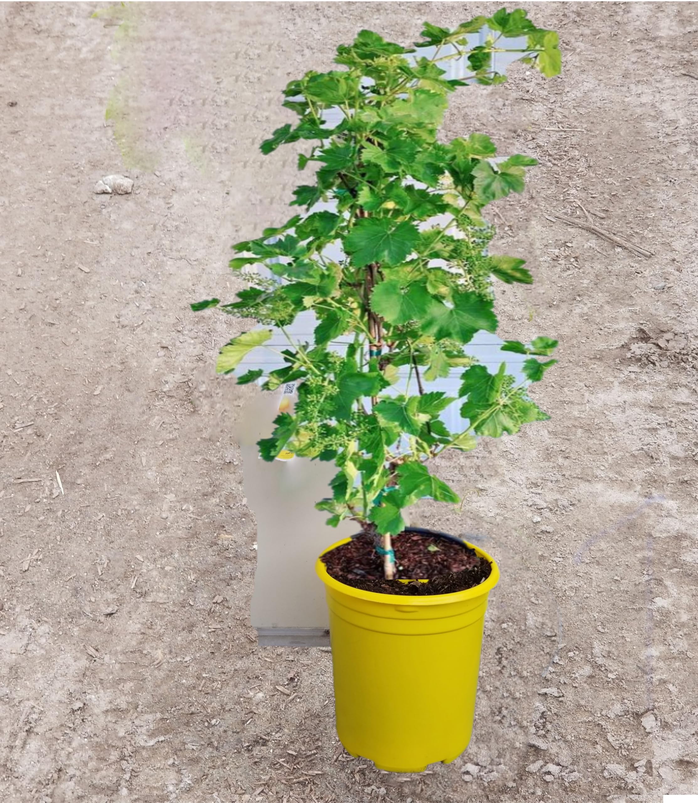 Amazon.com : Green Bear Niagara Seedless Grape Vine Plant,(Fox